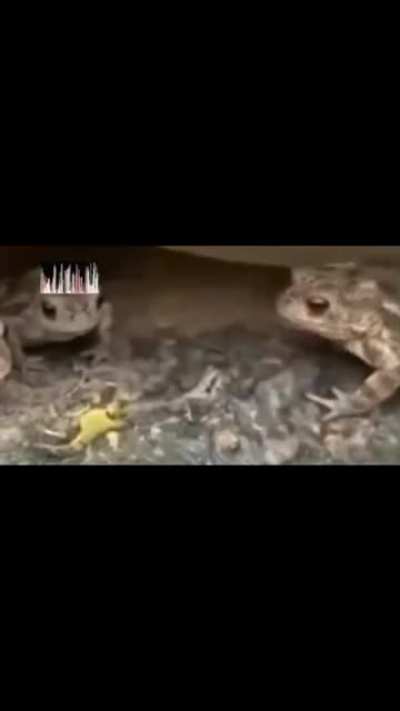 eu🐸nvr