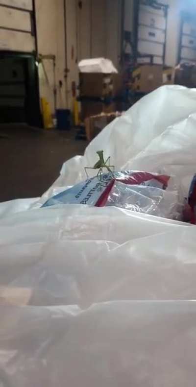 Mantis was not playing today