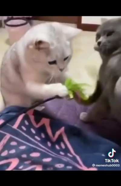 Pussy slaps