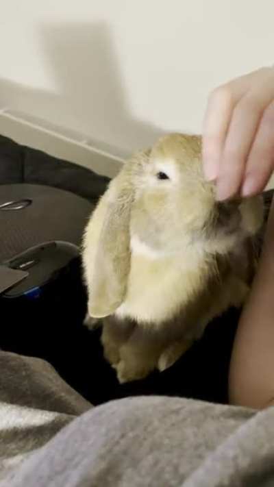 Head scritchies