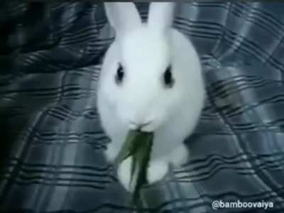 Bugs the crazy bunny.