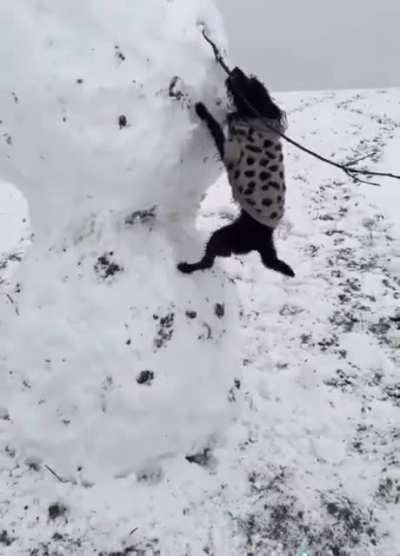 This dog has snow idea what he&rsquo;s doing