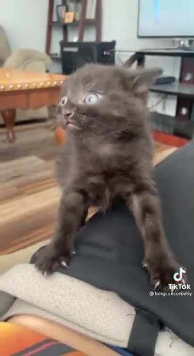 Angry kitten