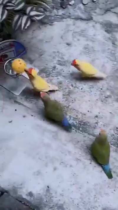 Birds playing basketball
