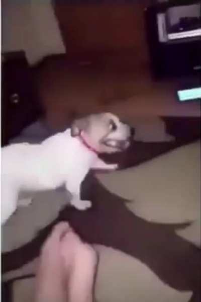 Dog&rsquo;s sneeze is hysterical 😂😭😂