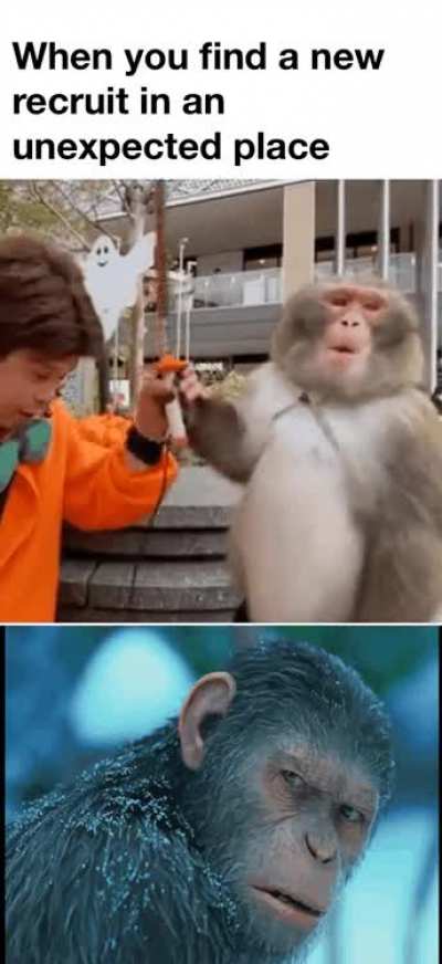 Not an ape, but I&rsquo;ll make an exception