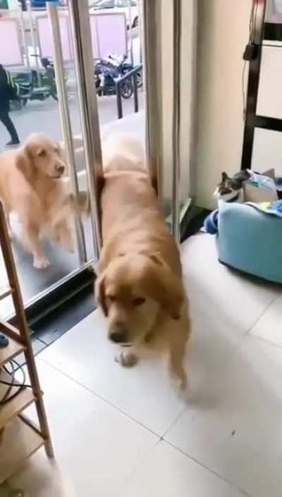 Dog opens doors for the others