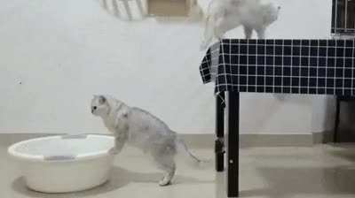 gAtoLoOuCo
