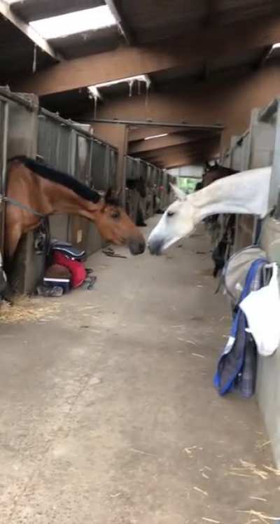 Horses sharing a moment