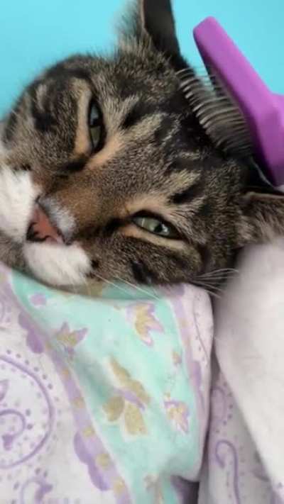 Brushy brushy
