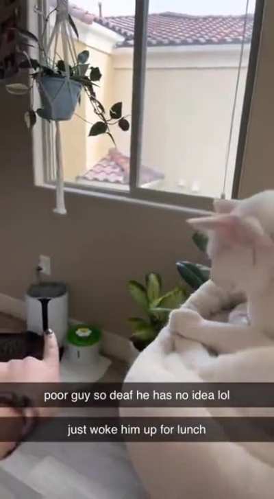 "hmm? what? oh food"