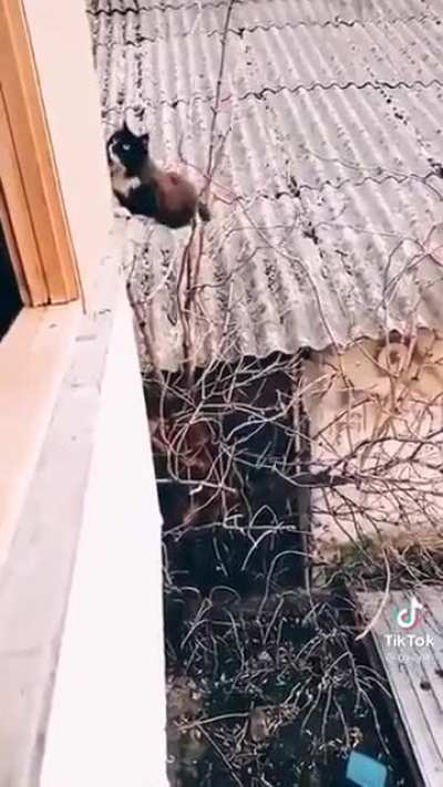 Хоба!
