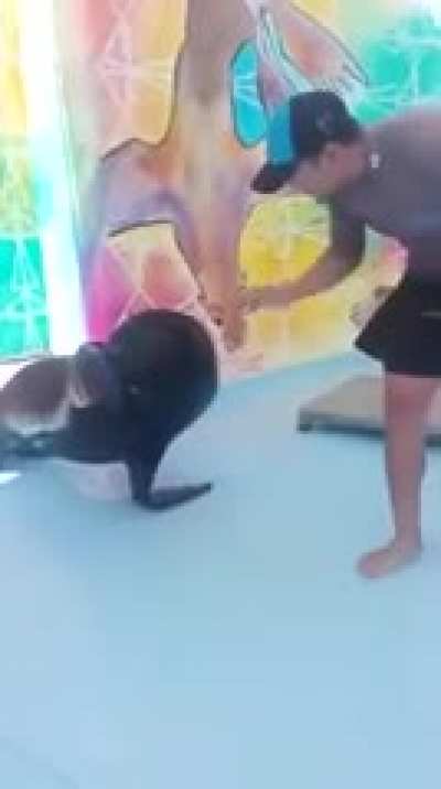 Here&rsquo;s a cute video of a sea lion for you charmx