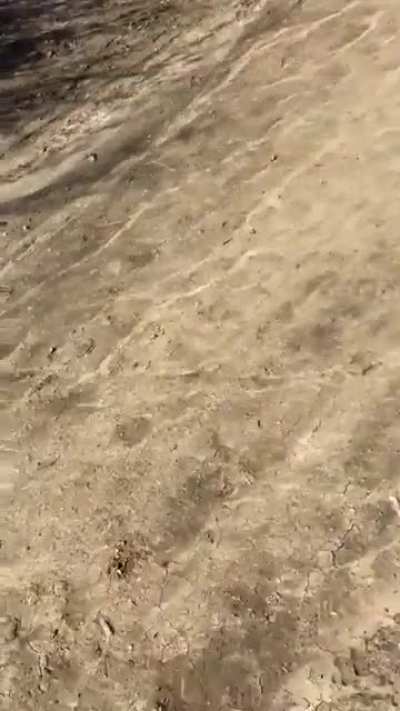 The death wobble ☠️