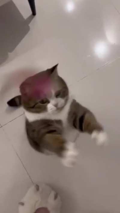 cute cat playing