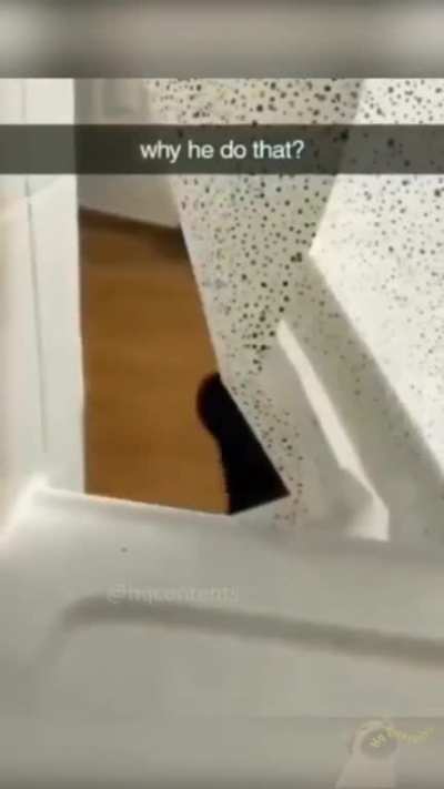 gato