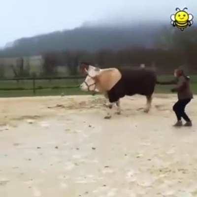 Cow thinks he's a showjumping horse