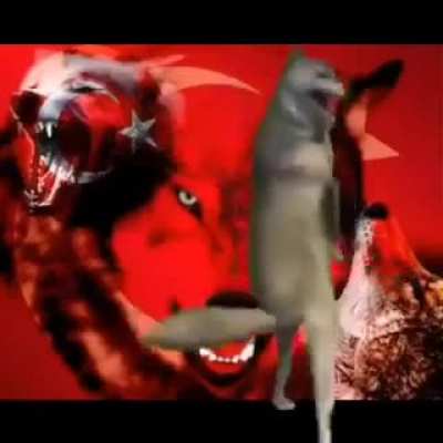 Least nationalist wolf in Turkey