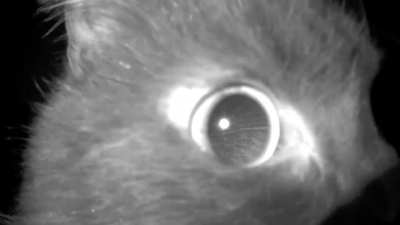 Received a motion alert on my home camera, met with a curious kitty&hellip;