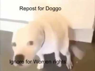Doggo forevah