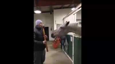 what the horse doin?