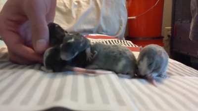 Sixteen days old!