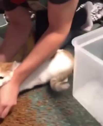 When your cat won&rsquo;t stop knocking over the bin of food onto the floor.