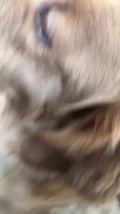The dog that I&rsquo;m puppy-sitting didn&rsquo;t know that I could speak her native tongue.