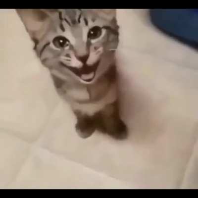 😺