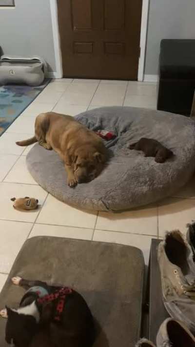 Olympic hurdler training is going well. Staying awake past the first hurdle needs some work.