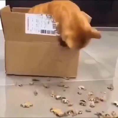 nom nom
