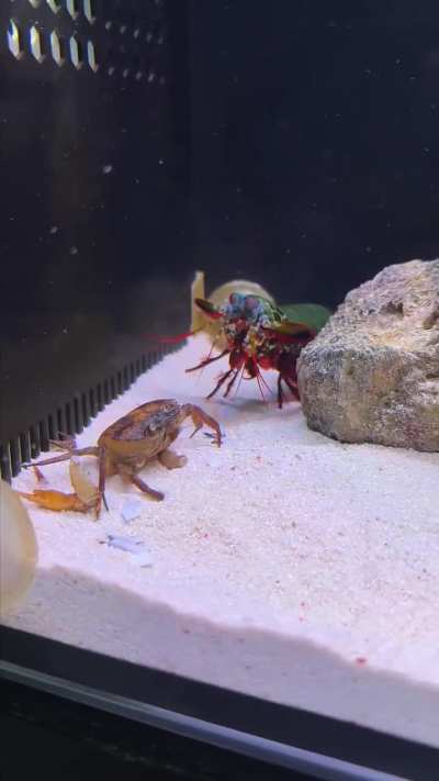 The peacock mantis shrimp