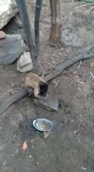 Macaco de Sapucaia