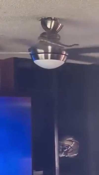 Unexpected snake in the ceiling