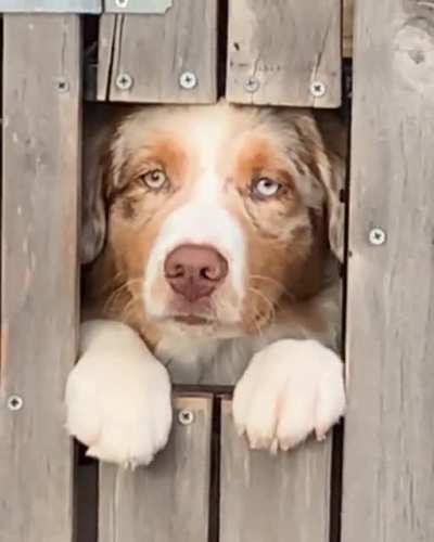 Abrupt doggos.