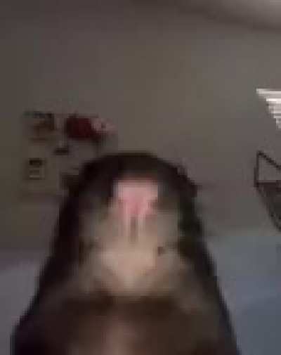 🐀
