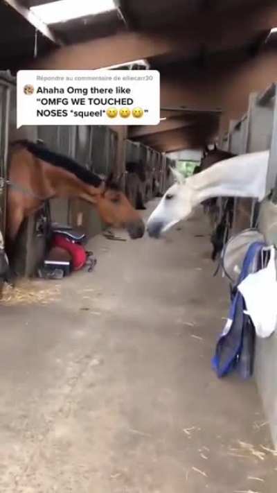 Touching each others noses.