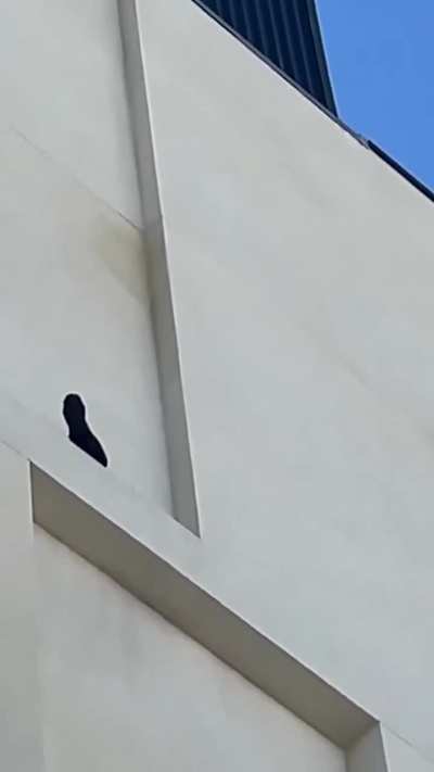 Crow vs. Anti-Bird Spikes