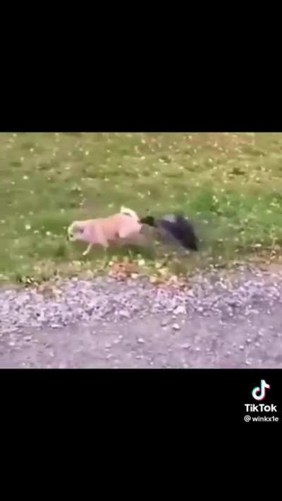 The dog