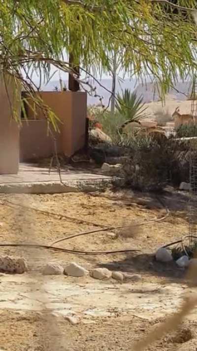 Muted scream because I didn't want to disturb them, but these freaking ibex are horny as