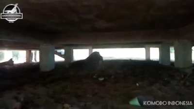 Komodo Dragon swallows a Wild Boar piglet