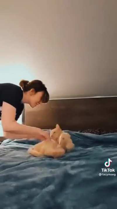 Pet him!