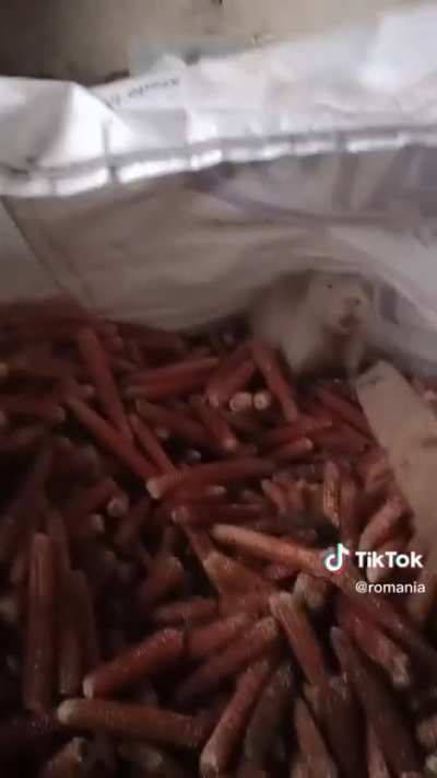 Baby capybara caught stealing... Romania moment. 🇷🇴 💪