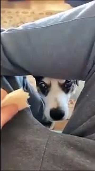 Nom nom!