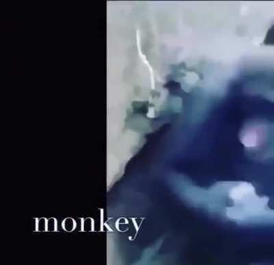 Monke