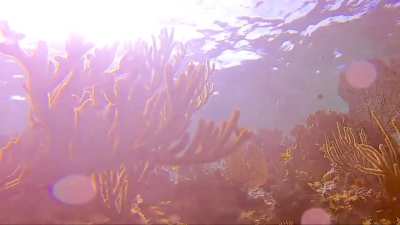 Beautiful shallow reefs, Isla Cozumel. GoPro 7 Black