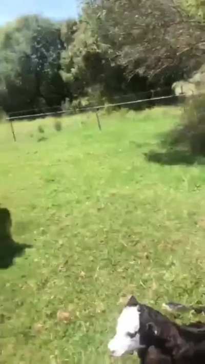 yoloyoloyolo