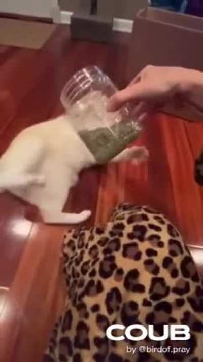 Котик и валерьянка. Вштырило