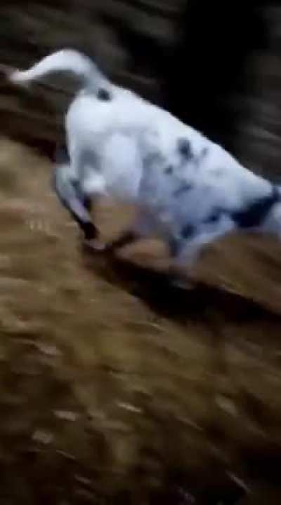 Video of Marble zooming when she was a calf