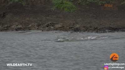 Crocodile Catches Cheetah - Courtesy: Kruger Sightings YouTube Channel (Link in Comments)